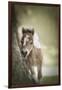 Baby Miniature horse paint colt-Maresa Pryor-Framed Premium Photographic Print