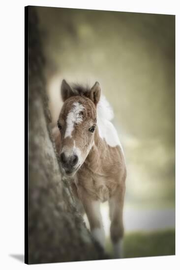 Baby Miniature horse paint colt-Maresa Pryor-Stretched Canvas