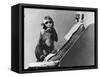 Baby Monkey with its Surrogate Mother-null-Framed Stretched Canvas