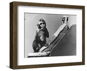 Baby Monkey with its Surrogate Mother-null-Framed Photographic Print