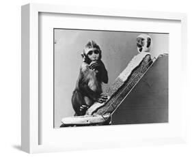 Baby Monkey with its Surrogate Mother-null-Framed Photographic Print