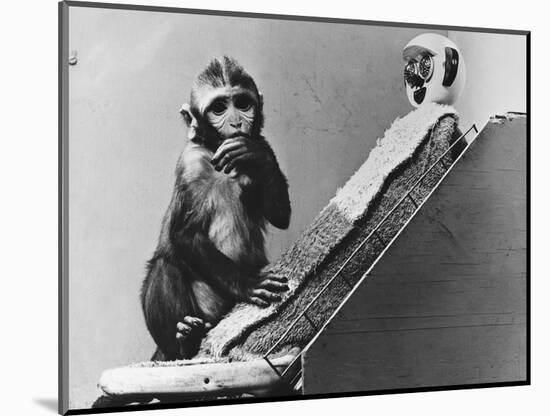 Baby Monkey with its Surrogate Mother-null-Mounted Photographic Print