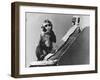 Baby Monkey with its Surrogate Mother-null-Framed Photographic Print