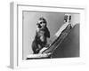 Baby Monkey with its Surrogate Mother-null-Framed Photographic Print