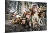 Baby Monkeys are Curious,Lopburi, Thailand.-jeep2499-Mounted Photographic Print