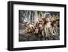 Baby Monkeys are Curious,Lopburi, Thailand.-jeep2499-Framed Photographic Print