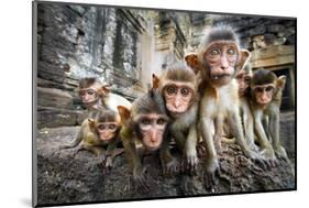 Baby Monkeys are Curious,Lopburi, Thailand.-jeep2499-Mounted Photographic Print