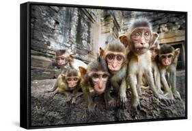 Baby Monkeys are Curious,Lopburi, Thailand.-jeep2499-Framed Stretched Canvas