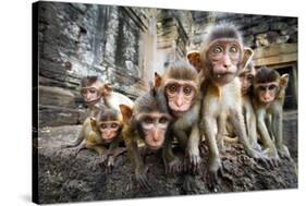 Baby Monkeys are Curious,Lopburi, Thailand.-jeep2499-Stretched Canvas