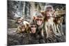 Baby Monkeys are Curious,Lopburi, Thailand.-jeep2499-Mounted Photographic Print