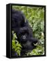 Baby Mountain Gorilla Eating Leaves, Rwanda, Africa-Milse Thorsten-Framed Stretched Canvas