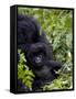 Baby Mountain Gorilla Eating Leaves, Rwanda, Africa-Milse Thorsten-Framed Stretched Canvas