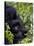Baby Mountain Gorilla Eating Leaves, Rwanda, Africa-Milse Thorsten-Stretched Canvas