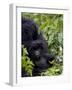 Baby Mountain Gorilla Eating Leaves, Rwanda, Africa-Milse Thorsten-Framed Photographic Print