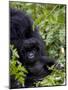 Baby Mountain Gorilla Eating Leaves, Rwanda, Africa-Milse Thorsten-Mounted Photographic Print
