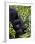 Baby Mountain Gorilla Eating Leaves, Rwanda, Africa-Milse Thorsten-Framed Photographic Print