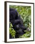 Baby Mountain Gorilla Eating Leaves, Rwanda, Africa-Milse Thorsten-Framed Photographic Print