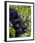 Baby Mountain Gorilla Eating Leaves, Rwanda, Africa-Milse Thorsten-Framed Photographic Print