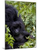 Baby Mountain Gorilla Eating Leaves, Rwanda, Africa-Milse Thorsten-Mounted Photographic Print