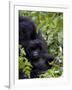 Baby Mountain Gorilla Eating Leaves, Rwanda, Africa-Milse Thorsten-Framed Photographic Print