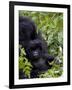 Baby Mountain Gorilla Eating Leaves, Rwanda, Africa-Milse Thorsten-Framed Photographic Print