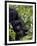 Baby Mountain Gorilla Eating Leaves, Rwanda, Africa-Milse Thorsten-Framed Photographic Print