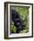 Baby Mountain Gorilla Eating Leaves, Rwanda, Africa-Milse Thorsten-Framed Photographic Print