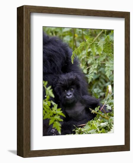 Baby Mountain Gorilla Eating Leaves, Rwanda, Africa-Milse Thorsten-Framed Photographic Print