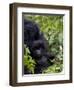 Baby Mountain Gorilla Eating Leaves, Rwanda, Africa-Milse Thorsten-Framed Photographic Print