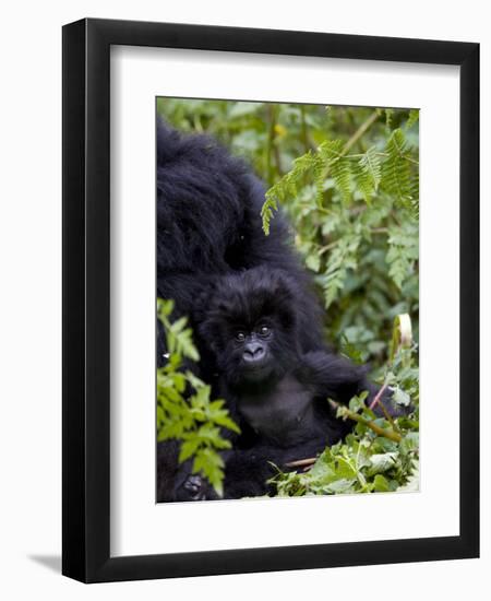 Baby Mountain Gorilla Eating Leaves, Rwanda, Africa-Milse Thorsten-Framed Photographic Print