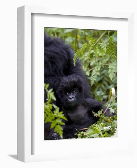 Baby Mountain Gorilla Eating Leaves, Rwanda, Africa-Milse Thorsten-Framed Photographic Print