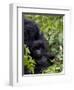 Baby Mountain Gorilla Eating Leaves, Rwanda, Africa-Milse Thorsten-Framed Photographic Print