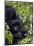 Baby Mountain Gorilla Eating Leaves, Rwanda, Africa-Milse Thorsten-Mounted Photographic Print