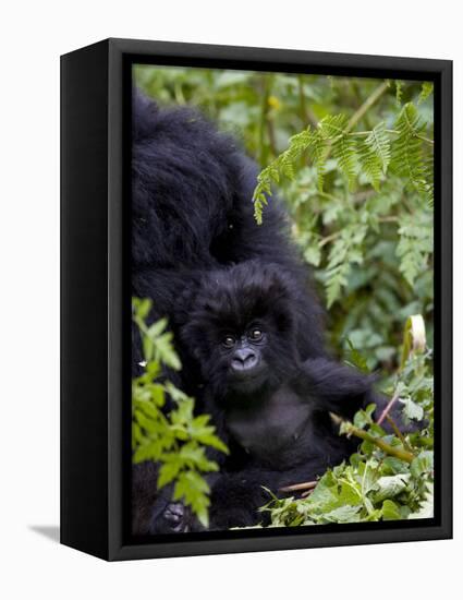Baby Mountain Gorilla Eating Leaves, Rwanda, Africa-Milse Thorsten-Framed Stretched Canvas