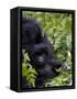 Baby Mountain Gorilla Eating Leaves, Rwanda, Africa-Milse Thorsten-Framed Stretched Canvas