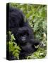 Baby Mountain Gorilla Eating Leaves, Rwanda, Africa-Milse Thorsten-Stretched Canvas