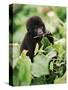 Baby Mountain Gorilla Feeding-Joe McDonald-Stretched Canvas