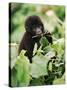 Baby Mountain Gorilla Feeding-Joe McDonald-Stretched Canvas