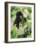 Baby Mountain Gorilla Feeding-Joe McDonald-Framed Photographic Print