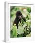 Baby Mountain Gorilla Feeding-Joe McDonald-Framed Photographic Print