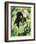 Baby Mountain Gorilla Feeding-Joe McDonald-Framed Photographic Print