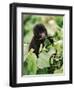 Baby Mountain Gorilla Feeding-Joe McDonald-Framed Photographic Print