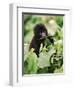 Baby Mountain Gorilla Feeding-Joe McDonald-Framed Photographic Print