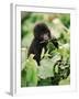 Baby Mountain Gorilla Feeding-Joe McDonald-Framed Photographic Print