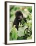 Baby Mountain Gorilla Feeding-Joe McDonald-Framed Photographic Print