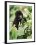 Baby Mountain Gorilla Feeding-Joe McDonald-Framed Photographic Print