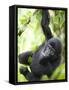 Baby Mountain Gorilla Hangs from Vine in Rainforest, Bwindi Impenetrable National Park, Uganda-Paul Souders-Framed Stretched Canvas