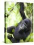 Baby Mountain Gorilla Hangs from Vine in Rainforest, Bwindi Impenetrable National Park, Uganda-Paul Souders-Stretched Canvas