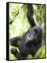 Baby Mountain Gorilla Hangs from Vine in Rainforest, Bwindi Impenetrable National Park, Uganda-Paul Souders-Framed Stretched Canvas