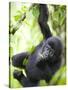 Baby Mountain Gorilla Hangs from Vine in Rainforest, Bwindi Impenetrable National Park, Uganda-Paul Souders-Stretched Canvas